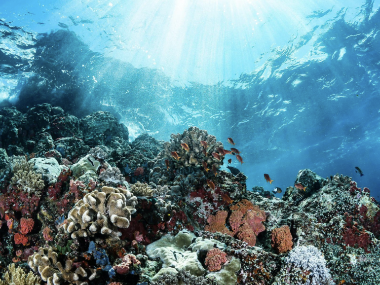 Gran Barrera de Coral — un paraíso submarino para la mente y el cuerpo 🇦🇺